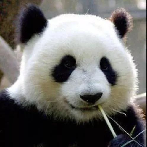 伤心熊猫头表情包