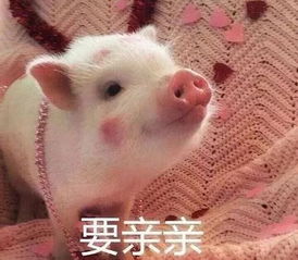 猪年穿猪衣,做个精致的猪猪女孩