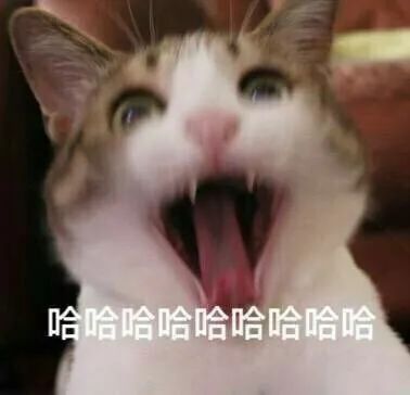 猫图第二波表情包自取
