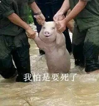 洪水中的微笑猪火到国外去了,外国网友做起表情包一点也不含糊