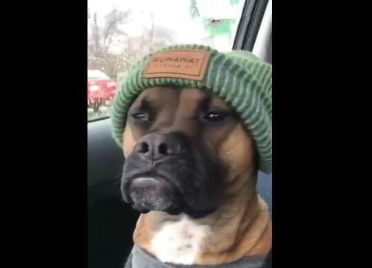 狗狗头戴个性帽子,傲慢表情像某明星,大家猜像谁