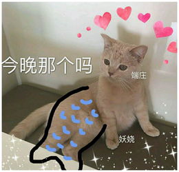 可爱猫表情包,适合甜甜的女友使用,请小祖宗签收