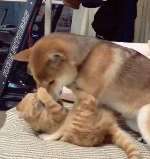 柴犬向橘猫示爱强行求抱抱,被橘猫无情拒绝后,狗狗表情笑炸