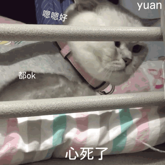 抖音最火表情包狗狗摇头表情包动图