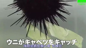爆笑日本吃卷心菜的海胆火了后,岛国人民竟然
