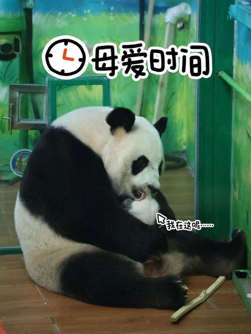 广州熊猫崽崽的满月宴,到底谁在啊