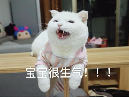变可爱的秘诀把这些可爱猫猫表情包收藏起来,用在平时的聊天上