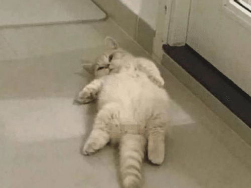 女孩一大早醒来,看见猫咪躺在地上一动不动,走近一看笑坏了
