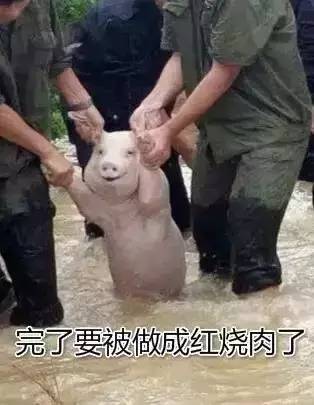 今天一只猪的表情火了,这可能是最悲伤的笑容