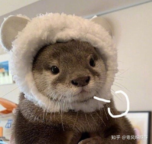 有哪些有趣的水獭表情包