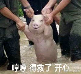 台风猪表情包大全下载台风猪表情包高清套图极光下载站
