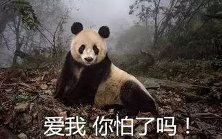 国宝大熊猫被降级了原因竟然是