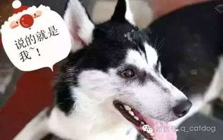 有困难找警察,连哈士奇都知道了
