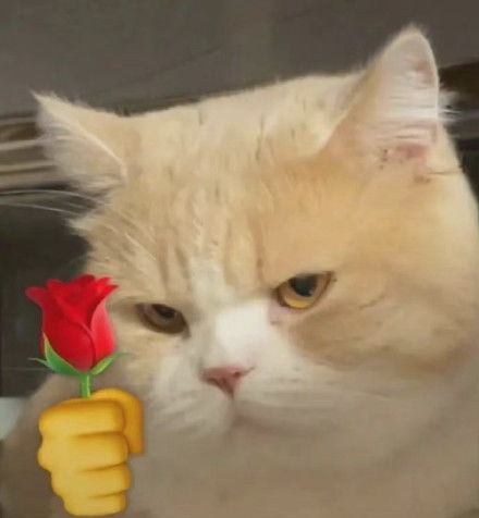 猫猫头表情包猫猫