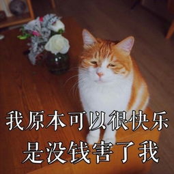 2019最常用的有趣搞笑表情合集微信群聊天必备表情