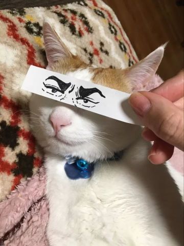 正经猫咪被二货主人带跑偏,睡觉也被恶搞成表情包