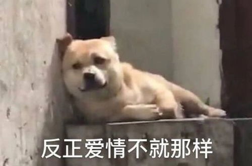 表情包来自单身狗的呐喊