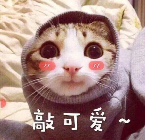 萌宠头像