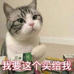 养猫的好处与坏处,看完再选择养不养猫