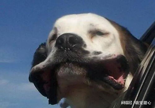 狗狗不吃饭怎么回事