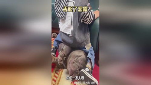 丢脸表情包保真