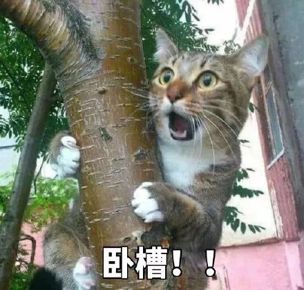 猫咪表情包我等的喵在多远的未来养猫