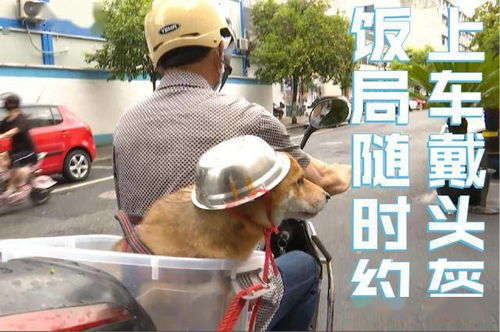 笑喷大爷骑车给狗子戴自制头盔,网友铁帽子汪表情包安排