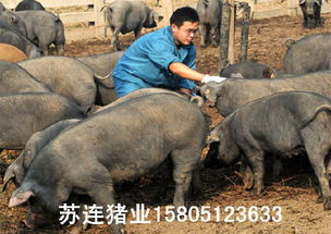 安徽哪里有黑母猪出售黑母猪什么品种好价格厂家图片