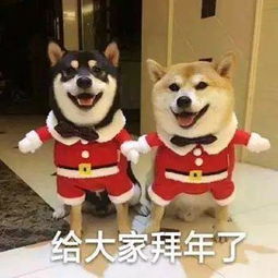 拜年表情包可爱版猪年还是要猪事如意鸭