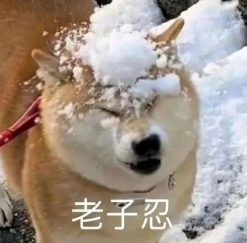 可爱萌宠沙雕表情包不要贴贴贴贴危险容易密接