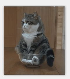 男生用猫猫表情包俄罗斯酒店