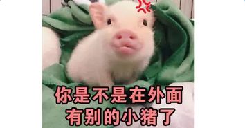 你是不是在外面有别的小猪了表情包