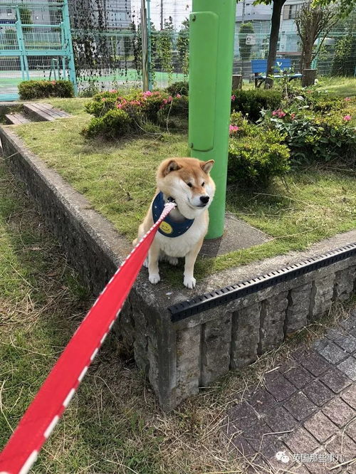 我不想我不想我不想回家这贪玩的柴犬,简直是一行走的表情包