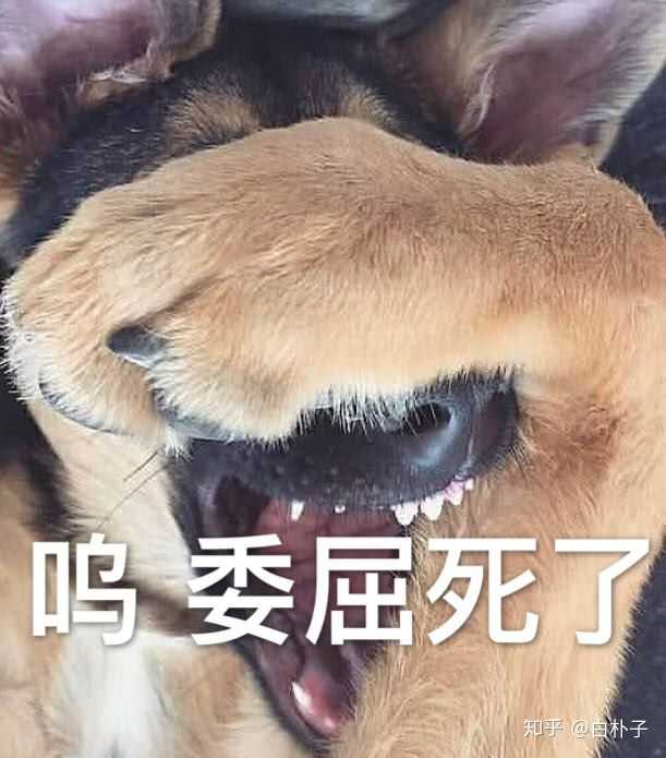 表情你微信里有哪些珍藏的沙雕表情包白朴子的回答表情