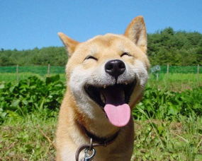 日本超萌柴犬表情包狗狗逝世众网友哀悼怀念那些表情包带来的快乐