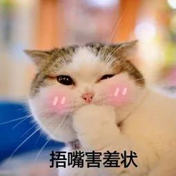 猫咪表情包,好可爱,我心都要化了