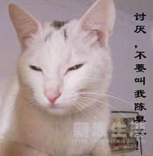 e时代的博客猫