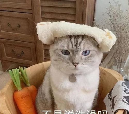 抱大腿图片表情包可爱猫咪