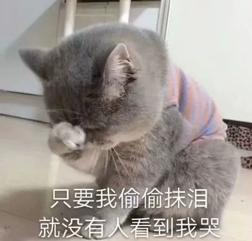 适合发给自己家狗子的表情包