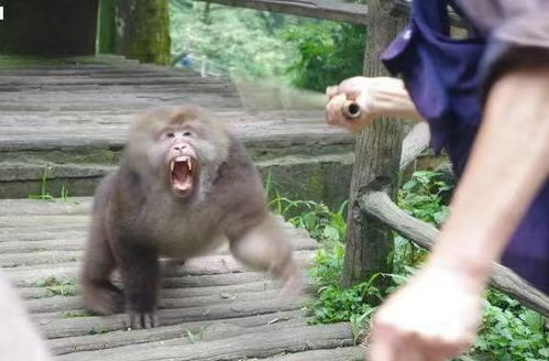 峨眉山人猴大战,猴王被当场击毙,为何猴子频繁攻击游客