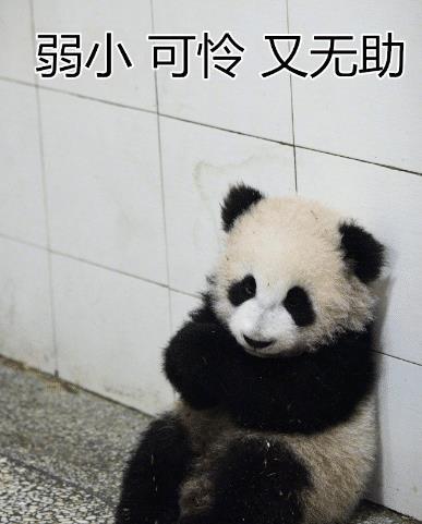 熊猫是假扮的证据找到了,这只熊猫会掐腰,为此有人画了漫画