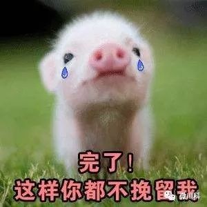 大年初三,小科用42个萌猪表情包向你拜年