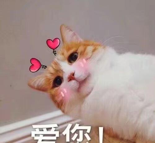 养猫的七大烦恼,你遇到了吗