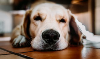 金毛犬图片大全聪明热情的金毛寻回犬