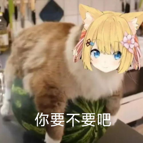 花园猫饲养周记第七十三期20210822