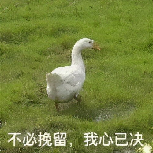 物美价廉的小蜜蜂回来了,35元起,有人却被拉黑了...