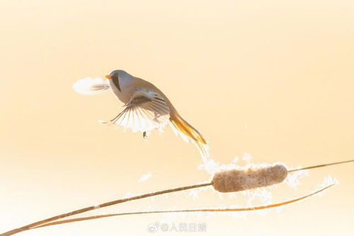芦苇里的小鸟可爱成表情包了