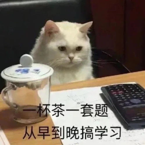 一组超可爱的萌宠表情包,太戳我啦