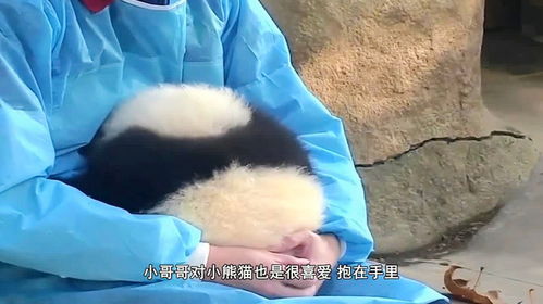 受了委屈的熊猫,哭唧唧的找饲养员求安慰,网友我也想抱抱