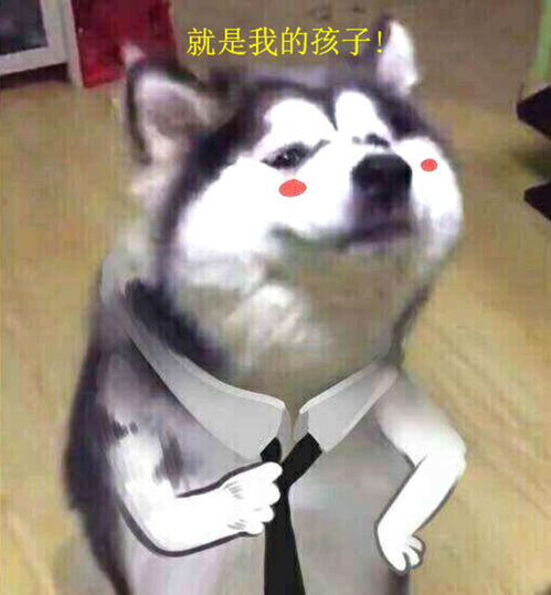 猴子表情包搞笑图片小狗